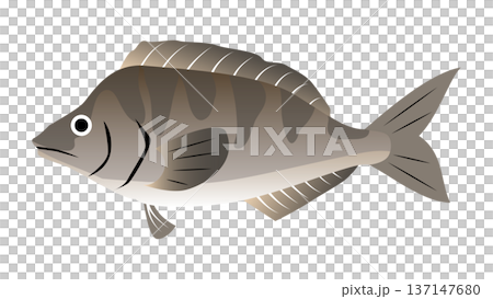 簡單可愛的阿特卡鯖魚插圖 - 食物和魚類向量素材 137147680