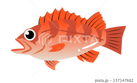 シンプルでかわいいメバルのイラスト　食べ物・魚のベクター素材 137147682