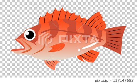Simple and cute illustration of rockfish - Food and fish vector material 137147682