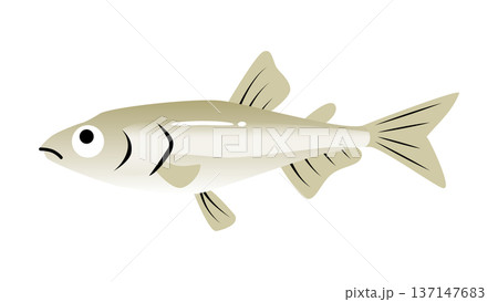 シンプルでかわいい鰙（ワカサギ）のイラスト　食べ物・魚のベクター素材 137147683