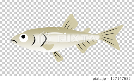 シンプルでかわいい鰙（ワカサギ）のイラスト　食べ物・魚のベクター素材 137147683