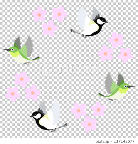 Cherry blossoms and birds illustration 137148077
