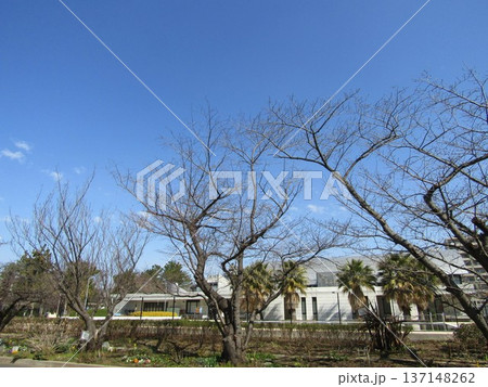 未だ固いこじま花の会桜並木のサクラの蕾 137148262