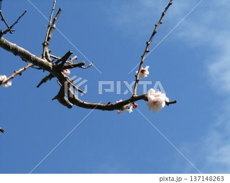 実成が楽しみ白い満開の梅の花 実成が楽しみ白い満開の梅の花 137148263