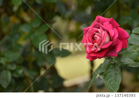 ツートンカラーの秋のバラ 137148393