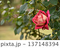 ツートンカラーの秋のバラ 137148394