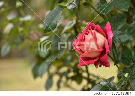 ツートンカラーの秋のバラ 137148394