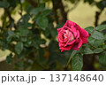 ツートンカラーの秋のバラ 137148640