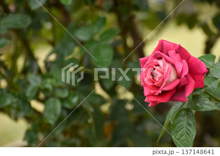 ツートンカラーの秋のバラ ツートンカラーの秋のバラ 137148641