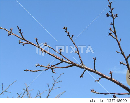 未だ固いこじま花の会桜並木のサクラの蕾 未だ固いこじま花の会桜並木のサクラの蕾 137148690
