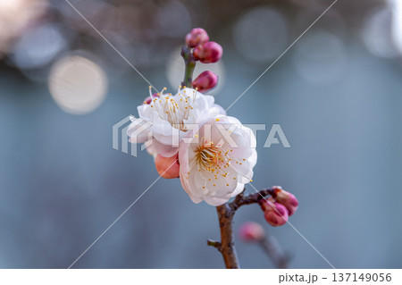 花姿が可憐な梅のアップ画像【玉垣・野梅系】 137149056