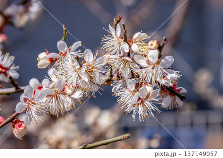 花姿が可憐な梅のアップ画像【八重海棠・バラ科】 花姿が可憐な梅のアップ画像【八重海棠・バラ科】 137149057