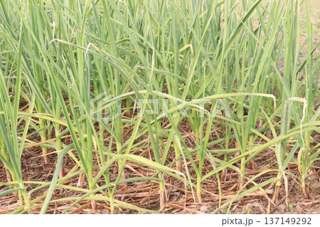 garlic on farm for harvest are cash crops garlic on farm for harvest are cash crops 137149292