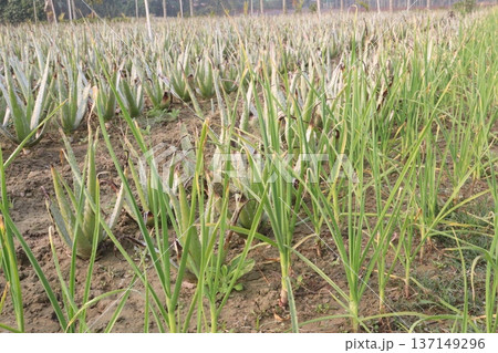 garlic on farm for harvest are cash crops 137149296