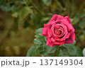華麗な赤い秋のバラ 137149304