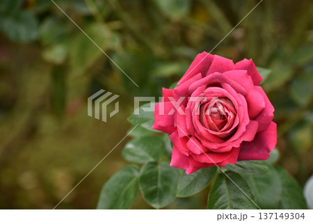 華麗な赤い秋のバラ 華麗な赤い秋のバラ 137149304