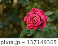 華麗な赤い秋のバラ 137149305