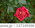 華麗な赤い秋のバラ 137149306