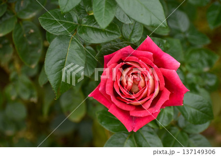 華麗な赤い秋のバラ 137149306