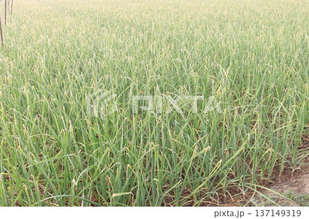 garlic on farm for harvest are cash crops 137149319