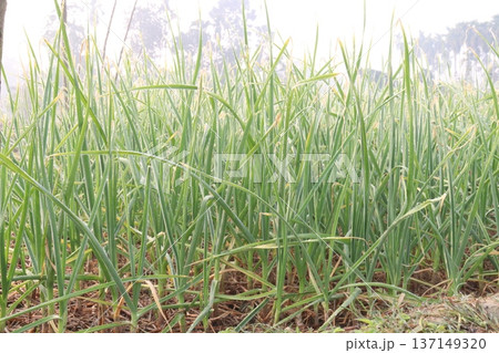 garlic on farm for harvest are cash crops 137149320