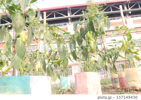 chili peppers on tree in farm are cash crops chili peppers on tree in farm are cash crops 137149430