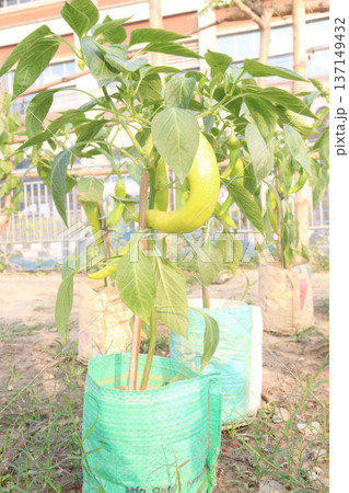 chili peppers on tree in farm are cash crops chili peppers on tree in farm are cash crops 137149432