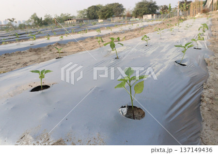 chili peppers on tree in farm are cash crops 137149436