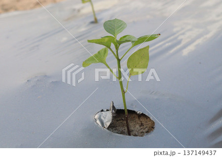 chili peppers on tree in farm are cash crops chili peppers on tree in farm are cash crops 137149437