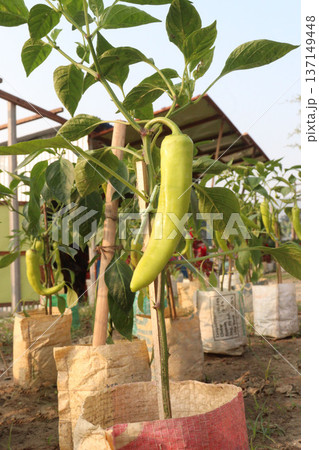 chili peppers on tree in farm are cash crops 137149448