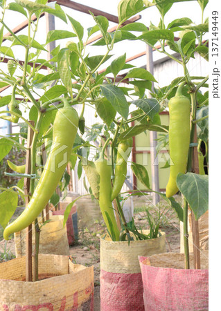 chili peppers on tree in farm are cash crops chili peppers on tree in farm are cash crops 137149449