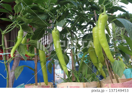 chili peppers on tree in farm are cash crops chili peppers on tree in farm are cash crops 137149453
