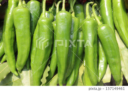 chili peppers on tree in farm are cash crops 137149461