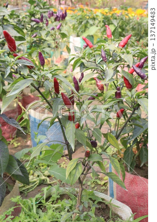 chili peppers on tree in farm are cash crops chili peppers on tree in farm are cash crops 137149483