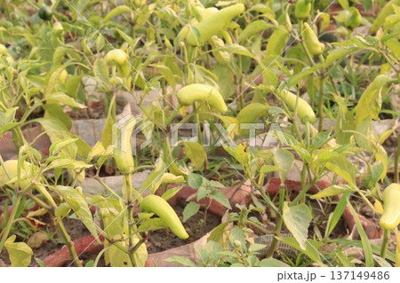 chili peppers on tree in farm are cash crops 137149486