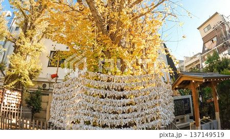願いが込められたおみくじと黄金色の銀杏 願いが込められたおみくじと黄金色の銀杏 137149519