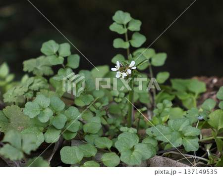 ロゼットから立ち上がり咲くミチタネツケバナ ロゼットから立ち上がり咲くミチタネツケバナ 137149535