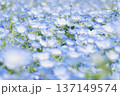 ネモフィラの群生 137149574