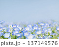 青空とネモフィラ 137149576
