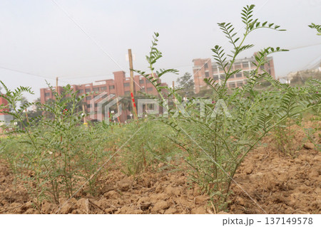 Chickpea plant on farm for harvest 137149578