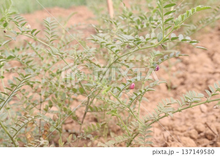 Chickpea plant on farm for harvest Chickpea plant on farm for harvest 137149580