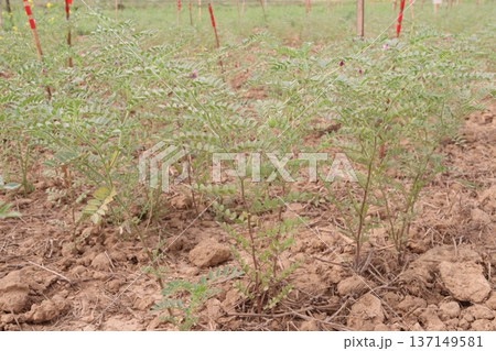 Chickpea plant on farm for harvest Chickpea plant on farm for harvest 137149581