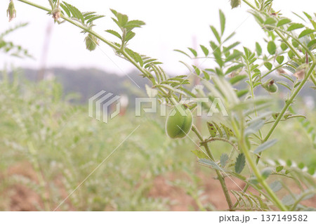 Chickpea plant on farm for harvest 137149582