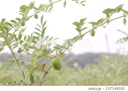 Chickpea plant on farm for harvest 137149583