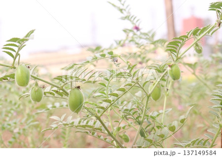 Chickpea plant on farm for harvest 137149584