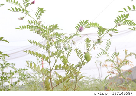 Chickpea plant on farm for harvest 137149587