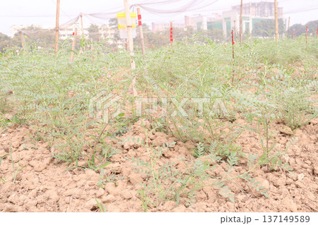 Chickpea plant on farm for harvest 137149589