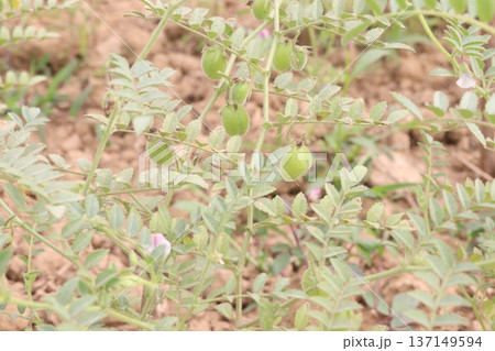 Chickpea plant on farm for harvest 137149594