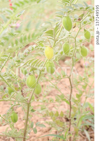 Chickpea plant on farm for harvest Chickpea plant on farm for harvest 137149595