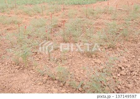Chickpea plant on farm for harvest Chickpea plant on farm for harvest 137149597